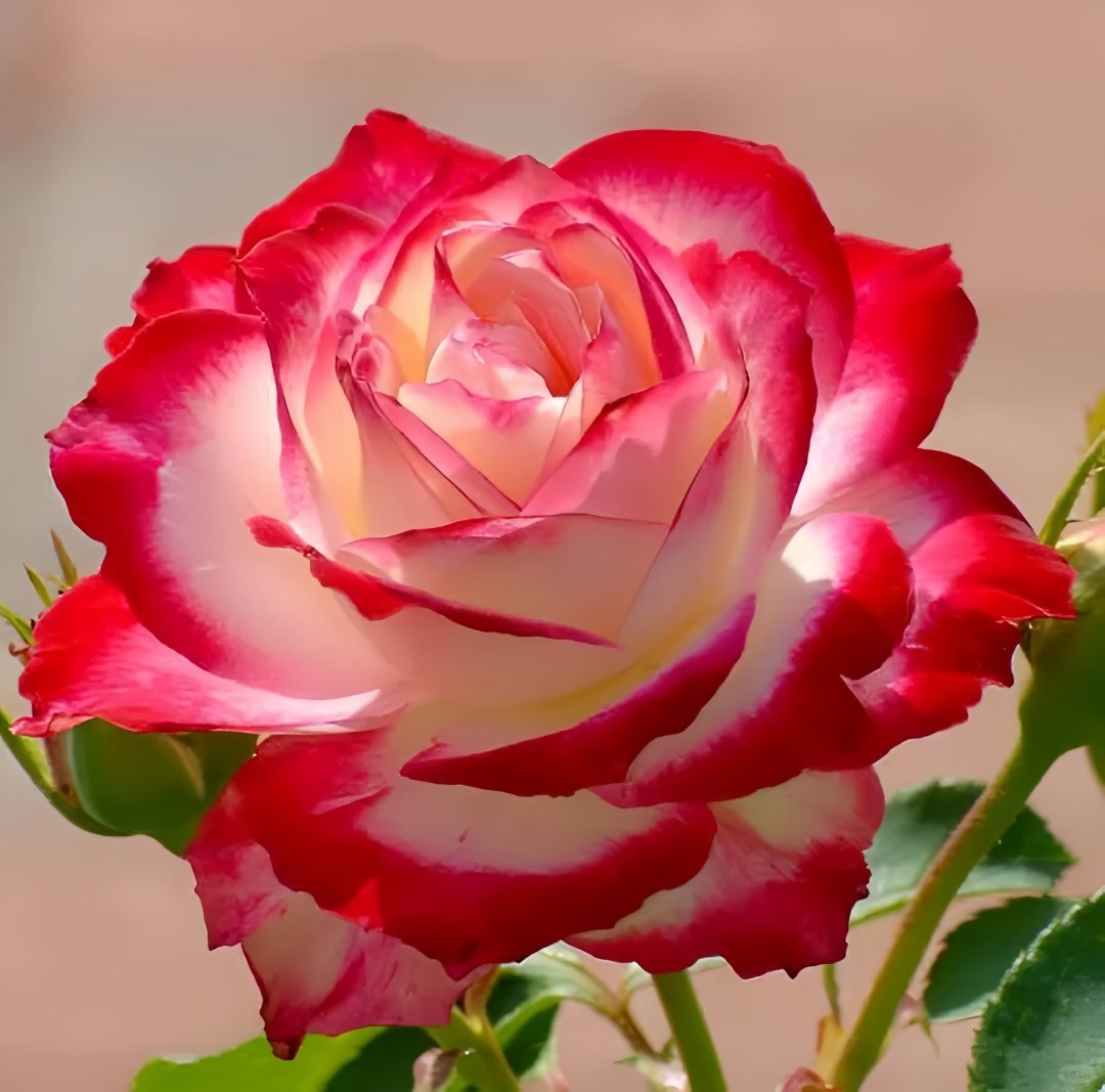 Double Delight Rose Plant｜红双喜 image 8