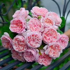 Mauritia Rose Plant｜远古大陆 image 0