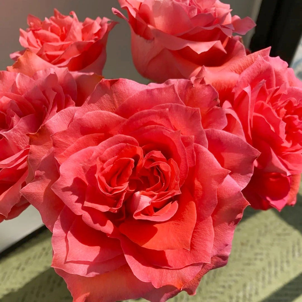 Yuhaitang Rose Plant｜玉海棠 image 8