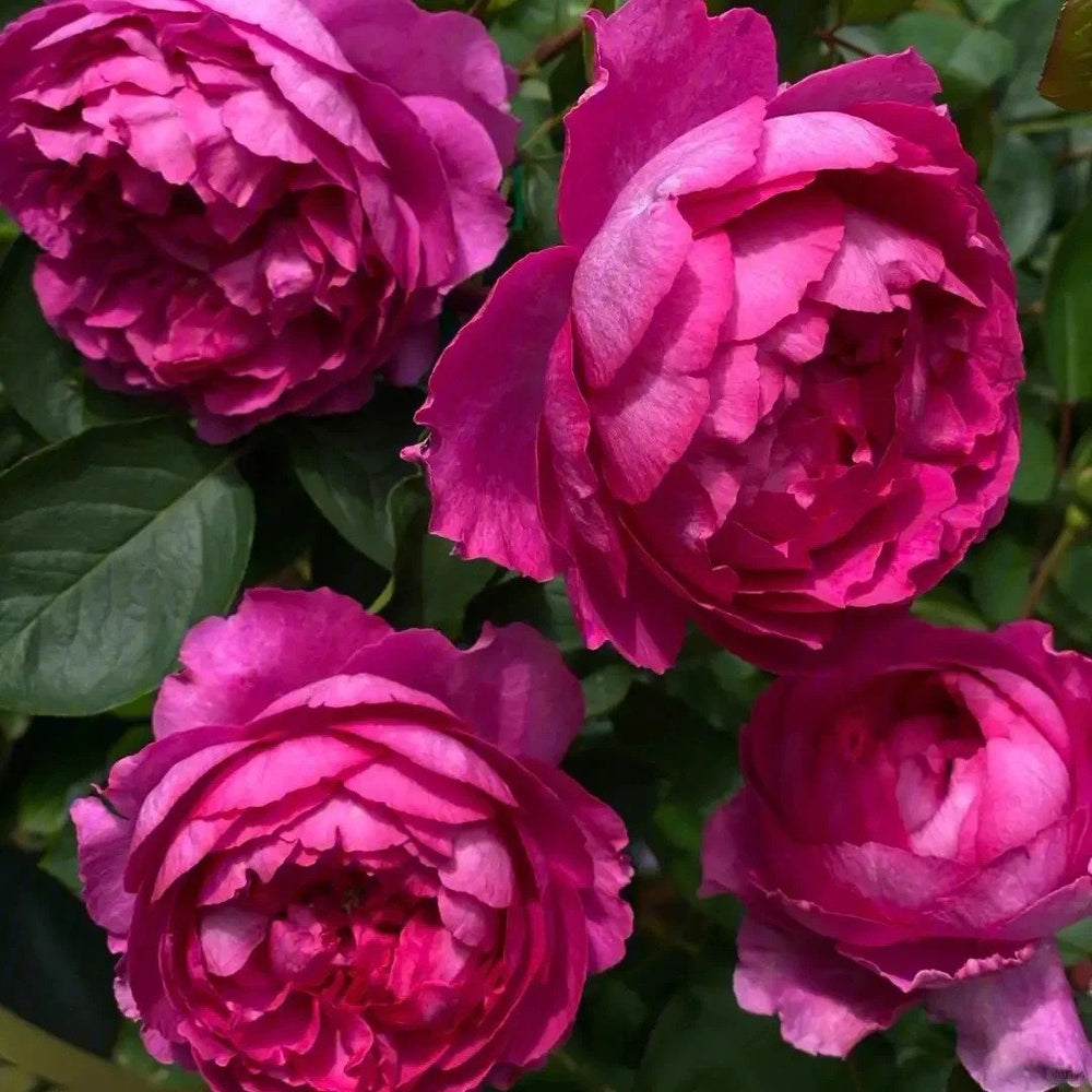 Rouge de Parfum Rose Plant｜伊芙胭脂香水 image 4