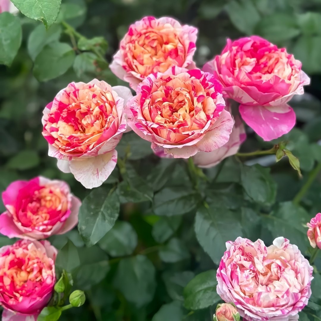 Edouard Manet Rose Plant|马奈 image 8