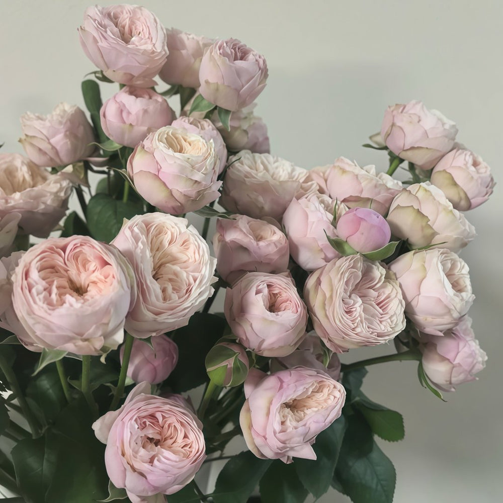 Royal Blush Rose Plant|皇家腮红 image 1
