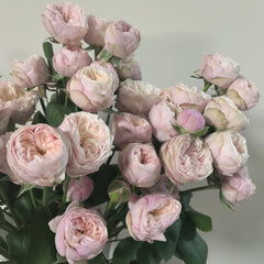 Royal Blush Rose Plant|皇家腮红 image 1