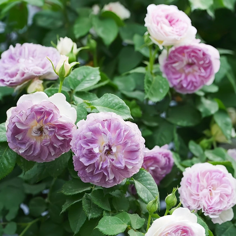 Blue Moon Stone Rose Plant|蓝月石 image 6