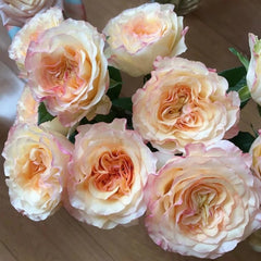 Stylist Rose Plant｜造型师 image 1