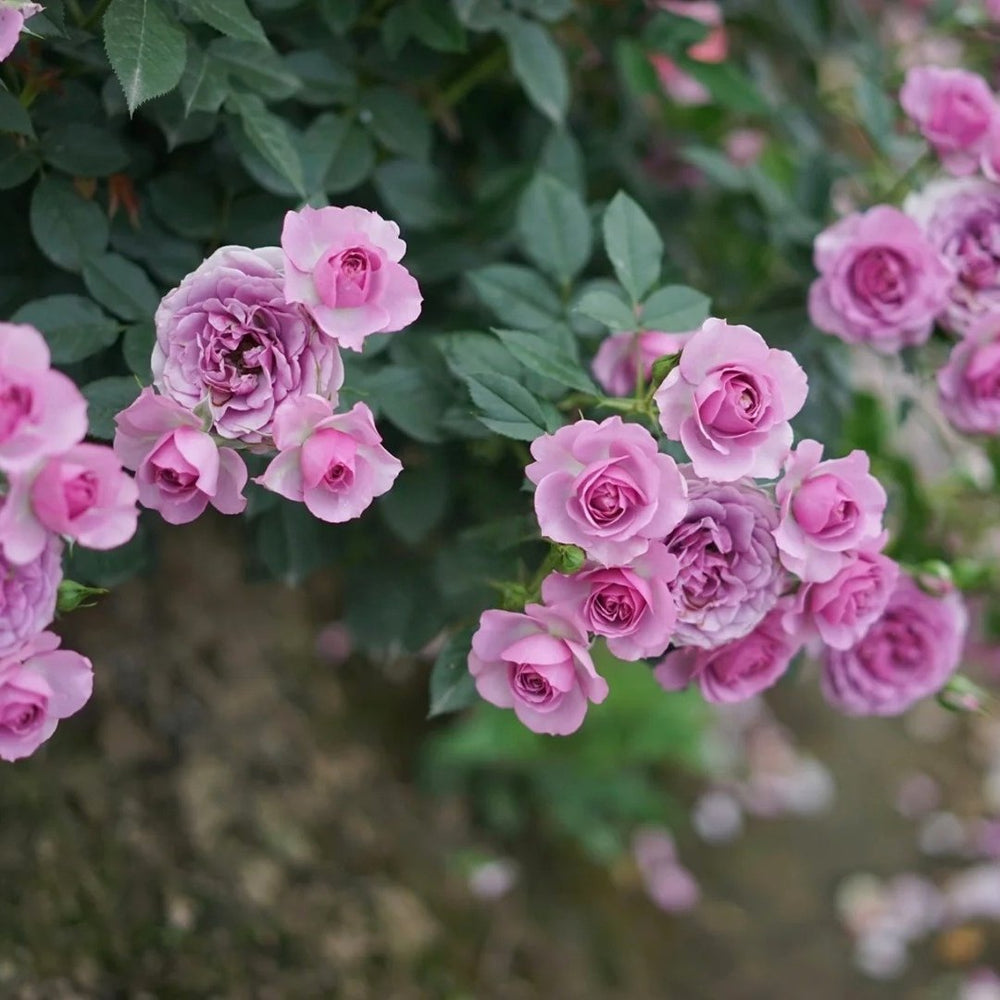 Lavender Flower Circus Rose Plant｜薰衣草门廊 image 5
