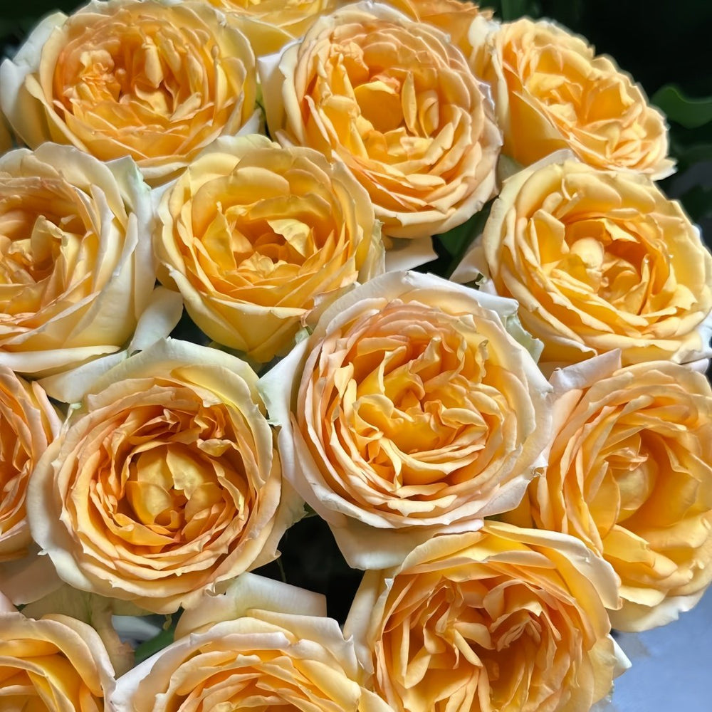 Cote d'or Rose Plant｜金丘 image 4