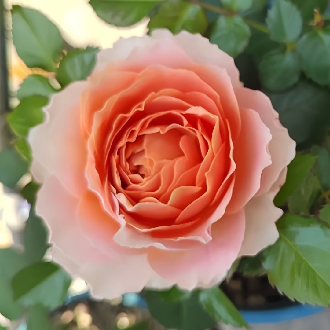 Abricot Terrazza Rose Plant｜杏色露台 image 1