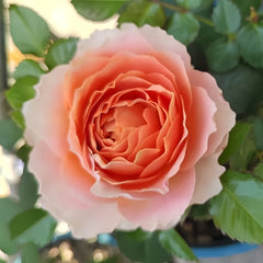 Abricot Terrazza Rose Plant｜杏色露台 image 1