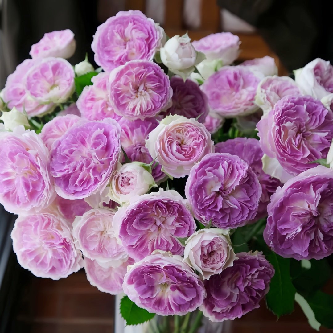 Blue Moon Stone Rose Plant|蓝月石 image 1