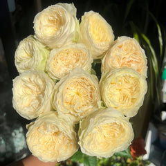 Lovely Harper Rose Plant | 可爱的哈珀 image 3