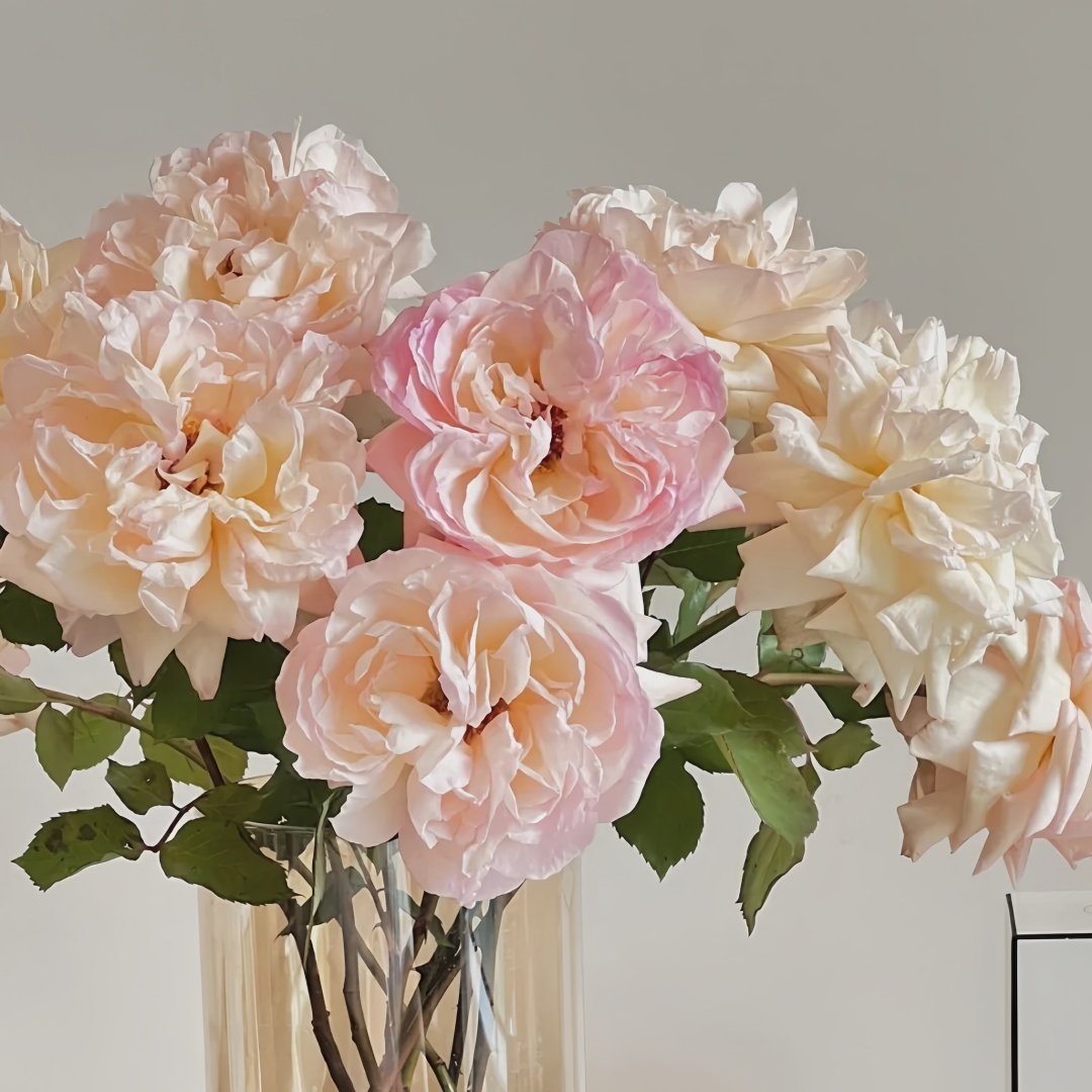 Avekutowa Rose Plant｜与你同在 image 5