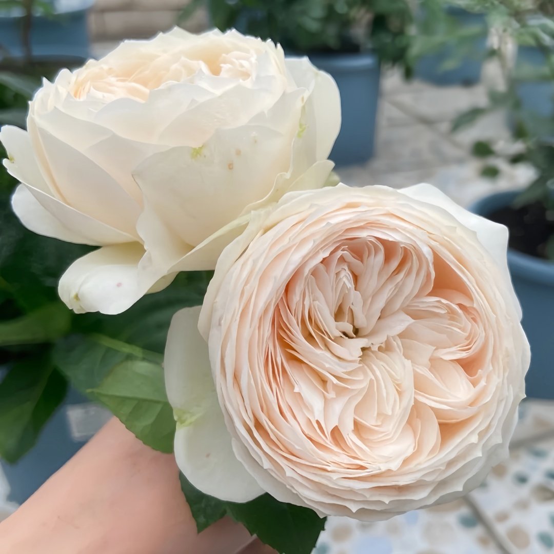 Emma woodhouse Rose Plant｜艾玛伍德度假屋 image 5