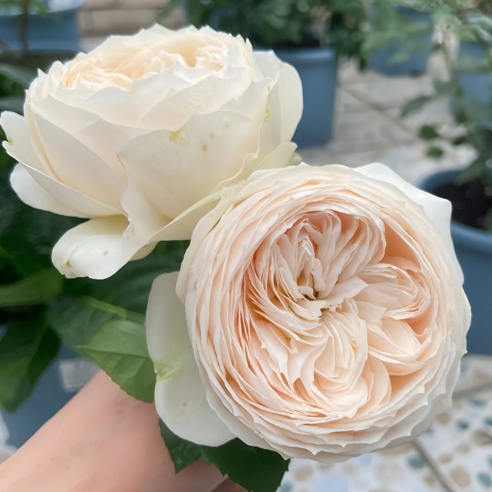 Emma woodhouse Rose Plant｜艾玛伍德度假屋 image 5