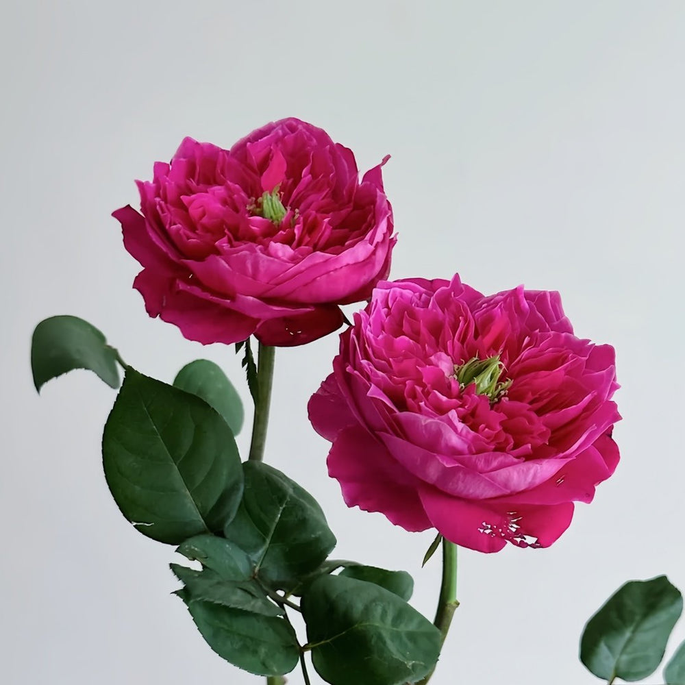 Accademia Rose Plant｜阿卡德米亚 image 4