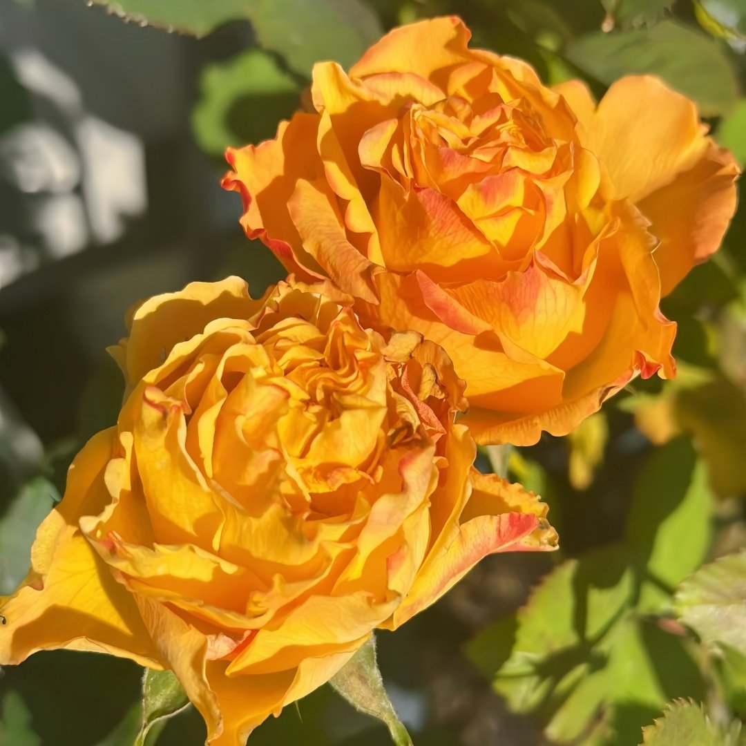 Mango Lieber Rose Plant|芒果酒吧/芒果丽娃 image 9