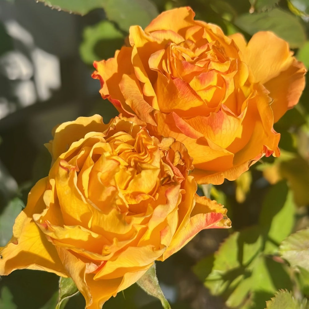 Mango Lieber Rose Plant|芒果酒吧/芒果丽娃 image 9