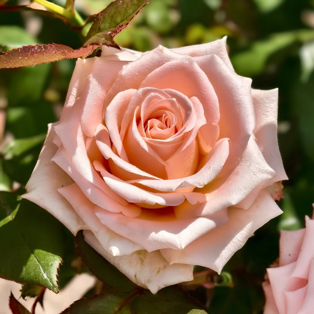 Almond Milk Candy Rose Plant|杏仁奶糖 image 1
