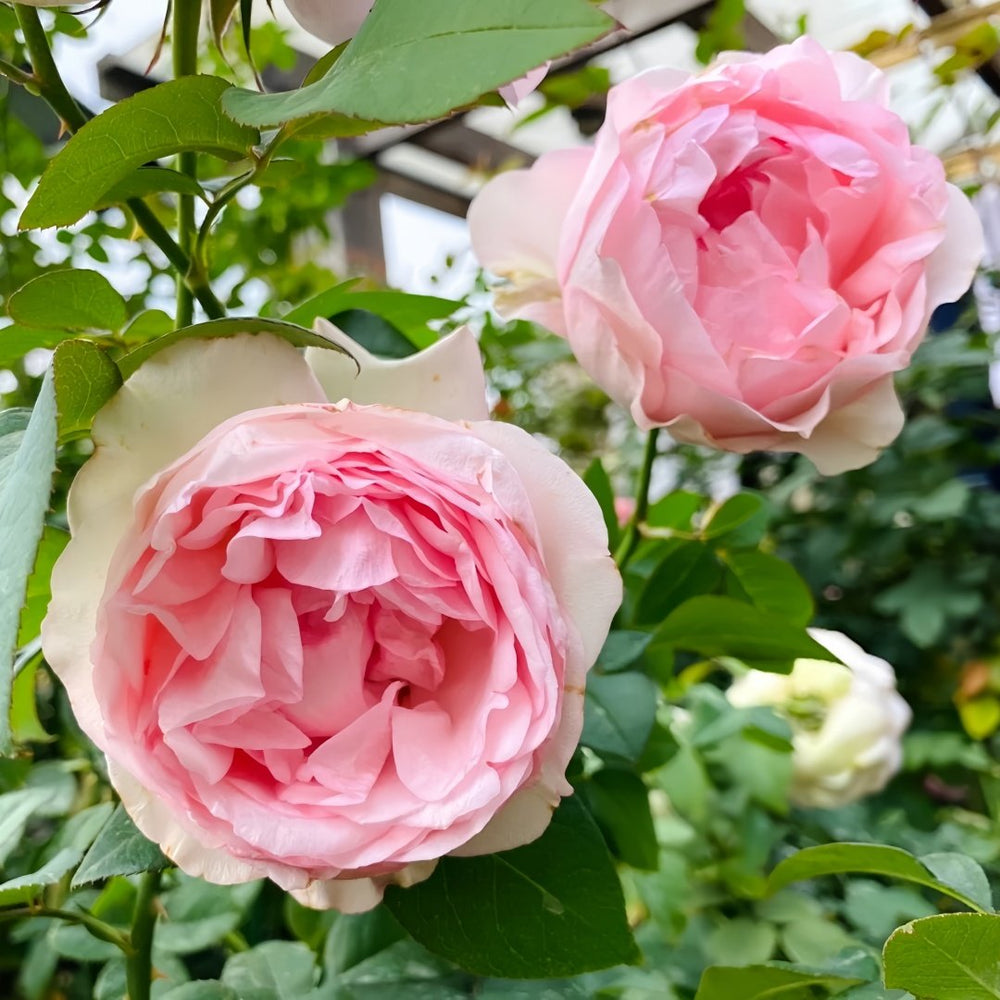 Violino Riche Rose Plant|风采小提琴 image 3