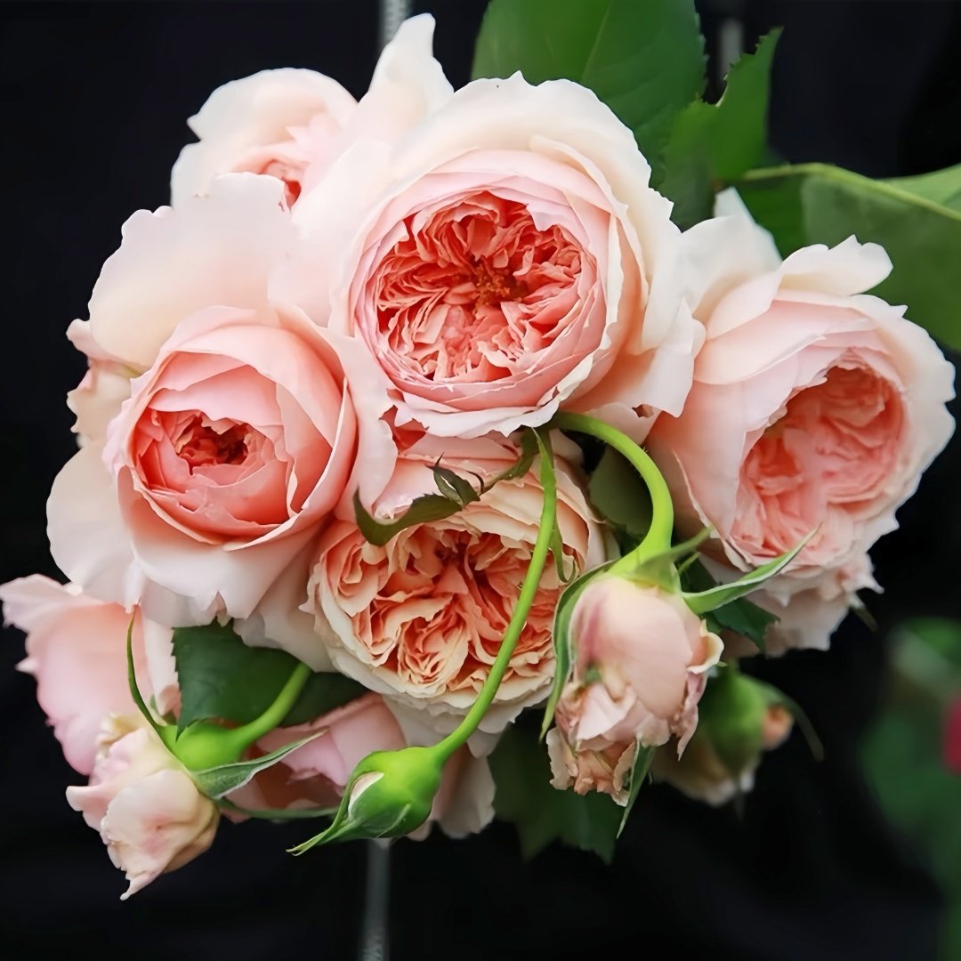 Masora Rose Plant| 真宙 image 7