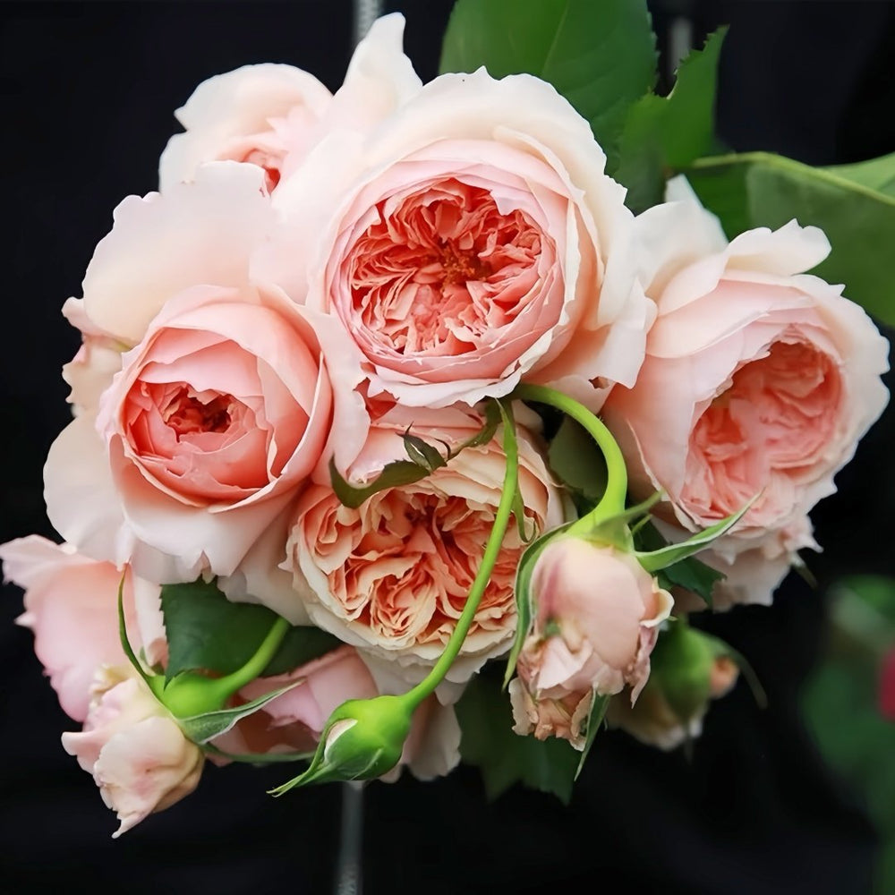 Masora Rose Plant| 真宙 image 7