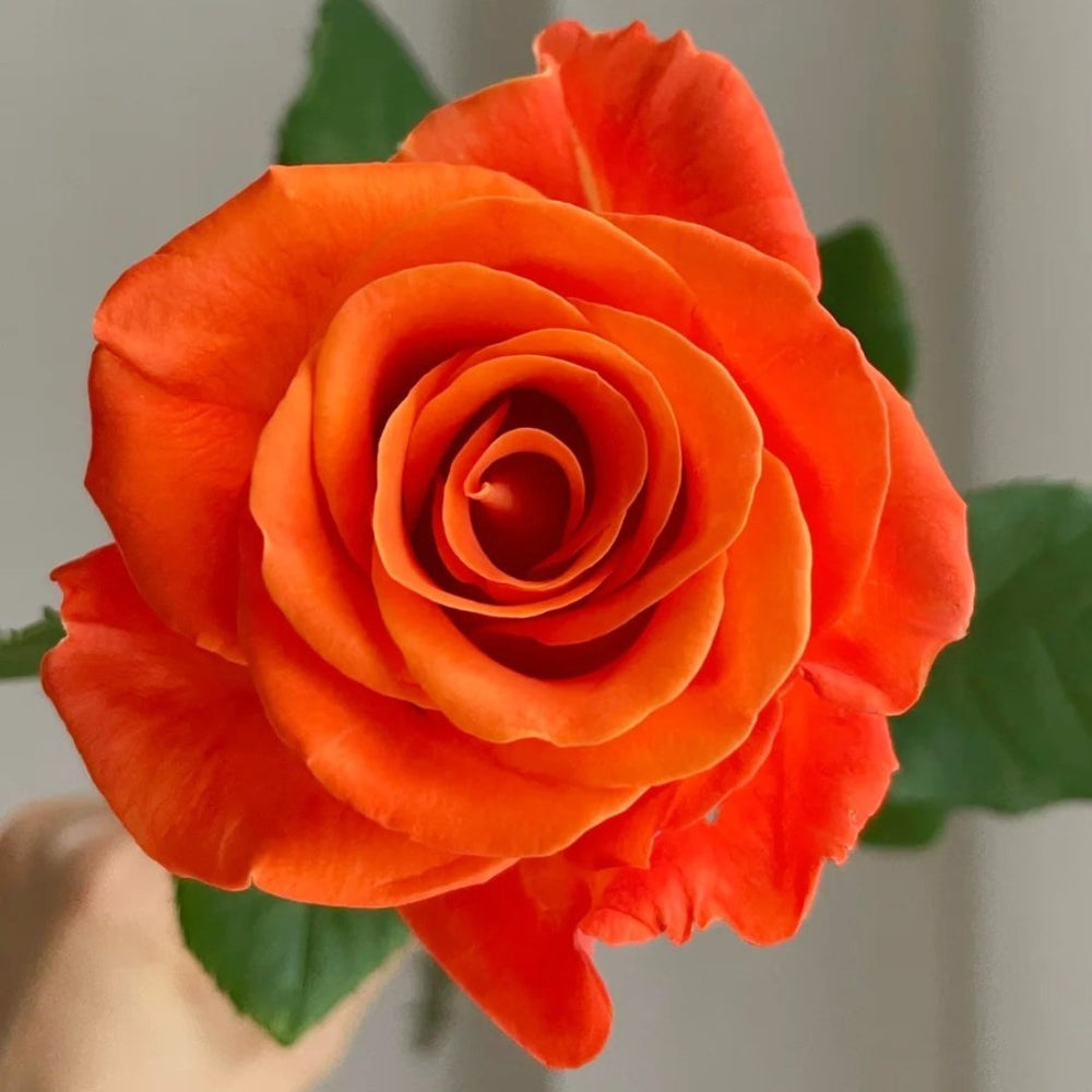 Orange Party Rose Plant|金色交响曲 image 3