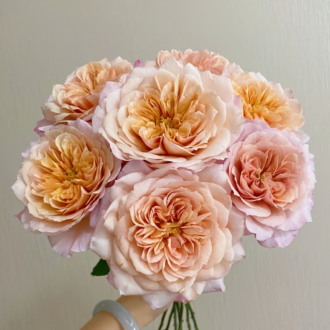 Miyabi Cha Rose Plant|茶雅 image 2