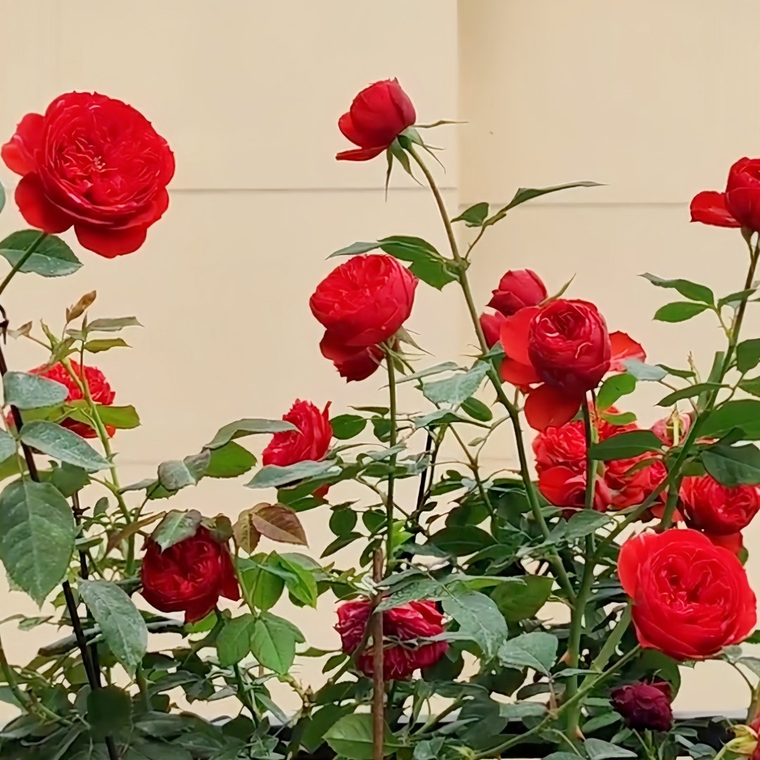 Mix Berry Rose Plant｜玫瑰浆果 image 8