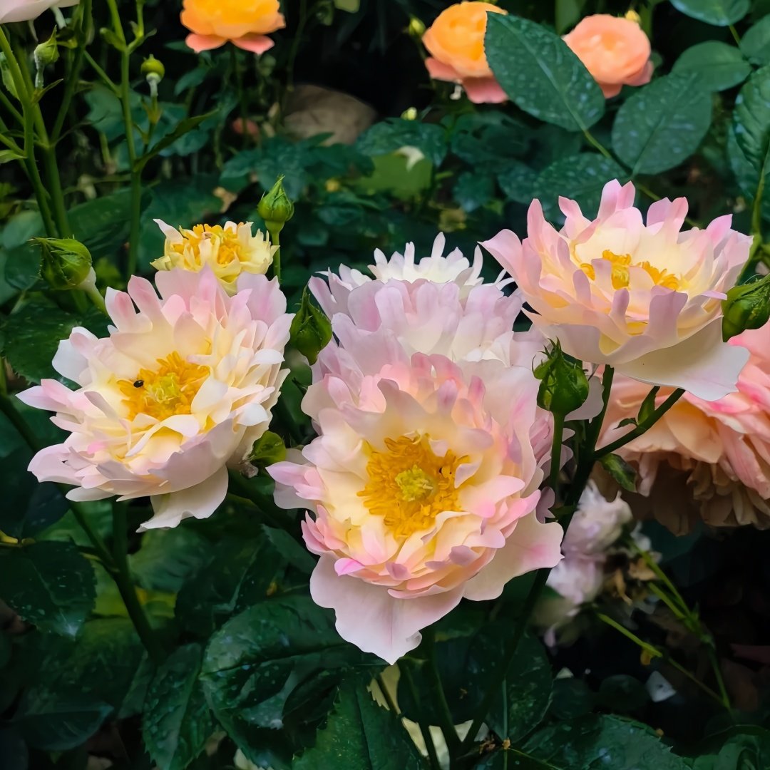 Fireworks Ruffles Rose Plant｜烟花波浪 image 8