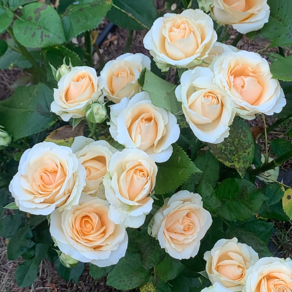 Peach Avalanche Rose Plant | 蜜桃雪山 image 9
