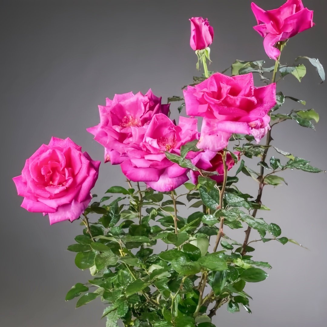 Parole Rose Plant|诉说 image 9