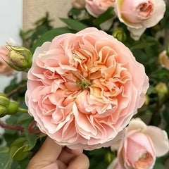 Evelyn Rose Plant｜伊芙琳 image 2