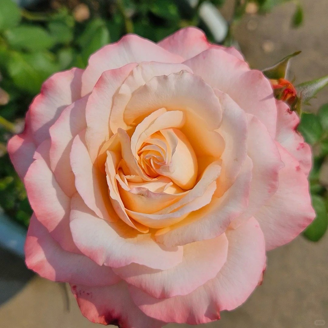 Joyce Rose Plant|乔伊斯 image 0