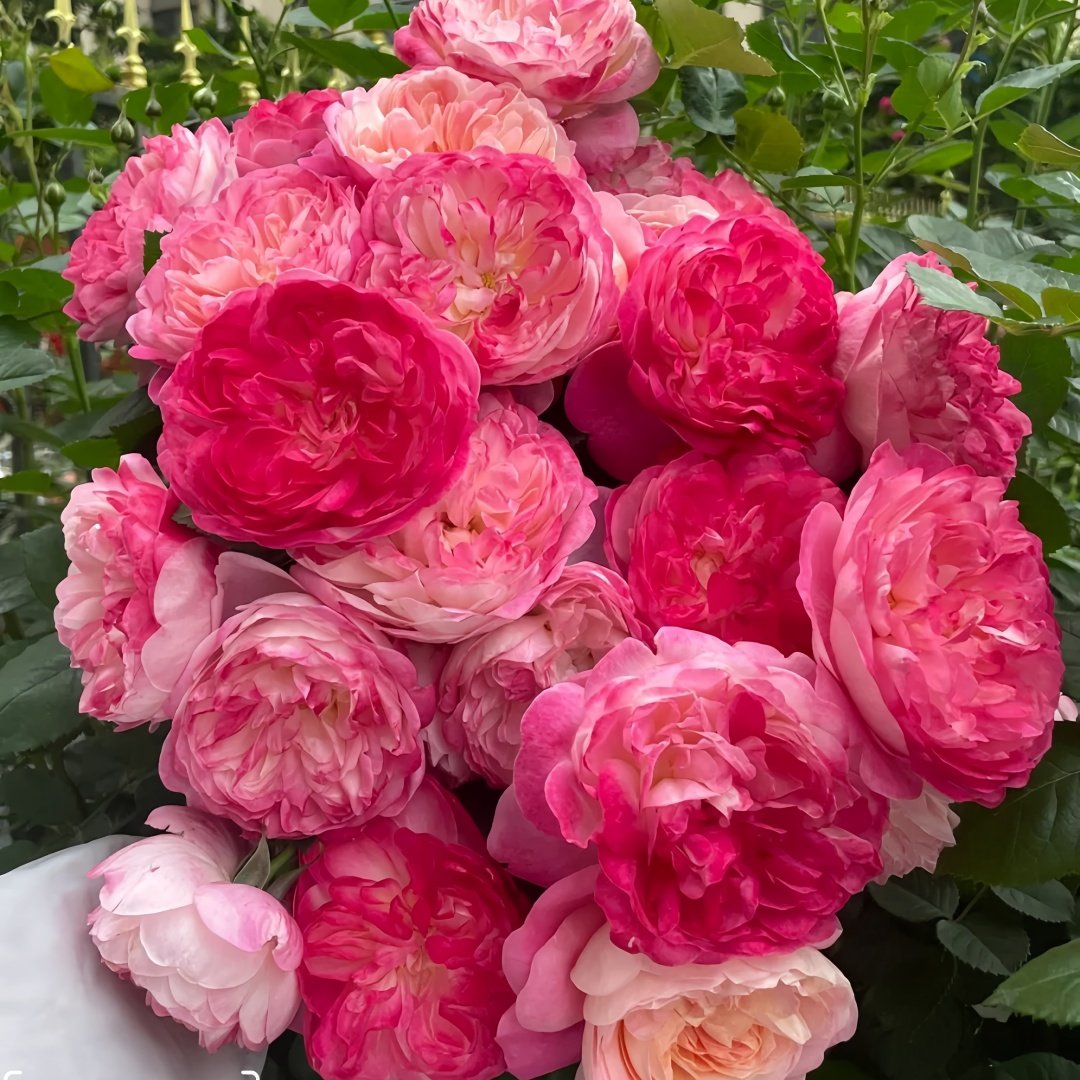 Dream Light Rose Plant｜梦光环 image 8
