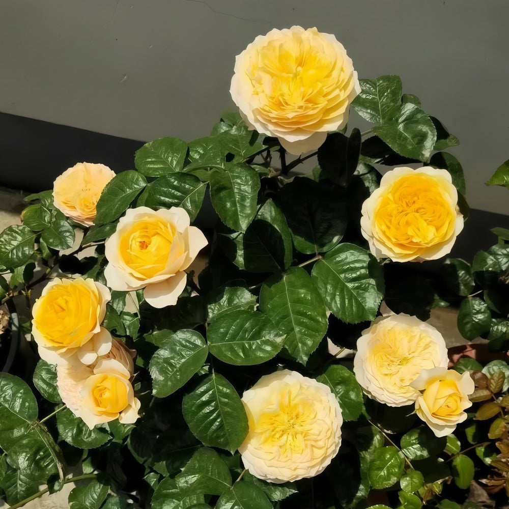 Golden Vuvuzela Rose Plant｜金色珊瑚心 image 9