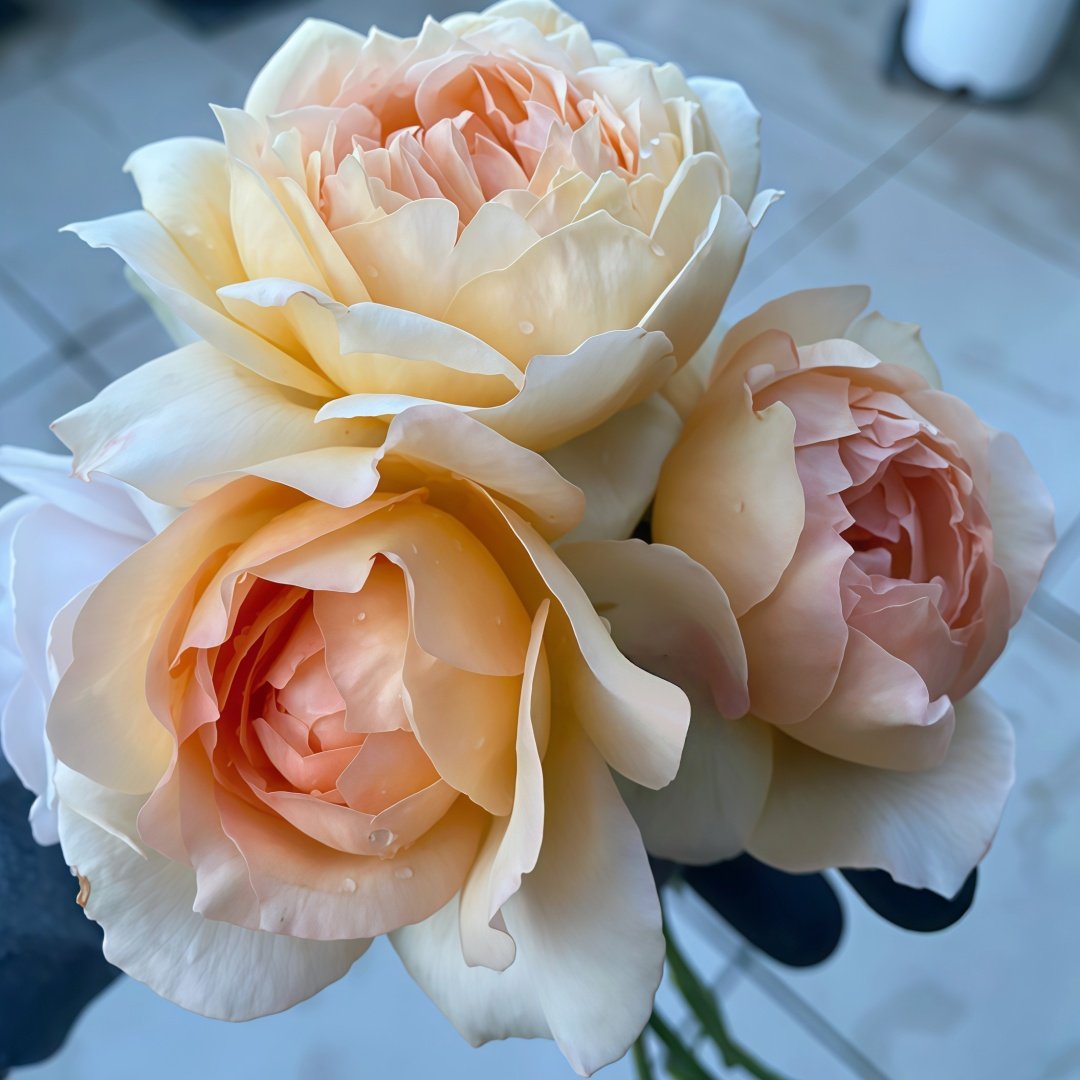 Capri Rose Plant | 卡普里 image 9