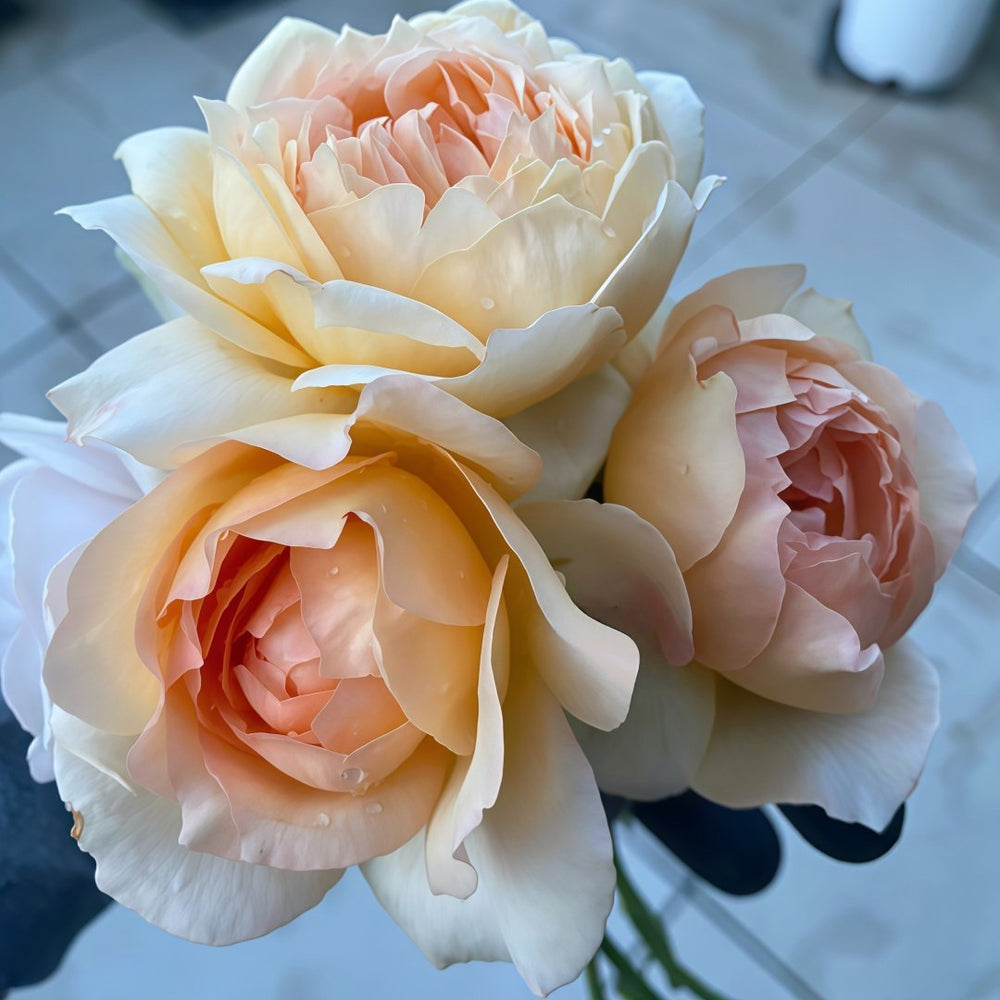 Capri Rose Plant | 卡普里 image 9