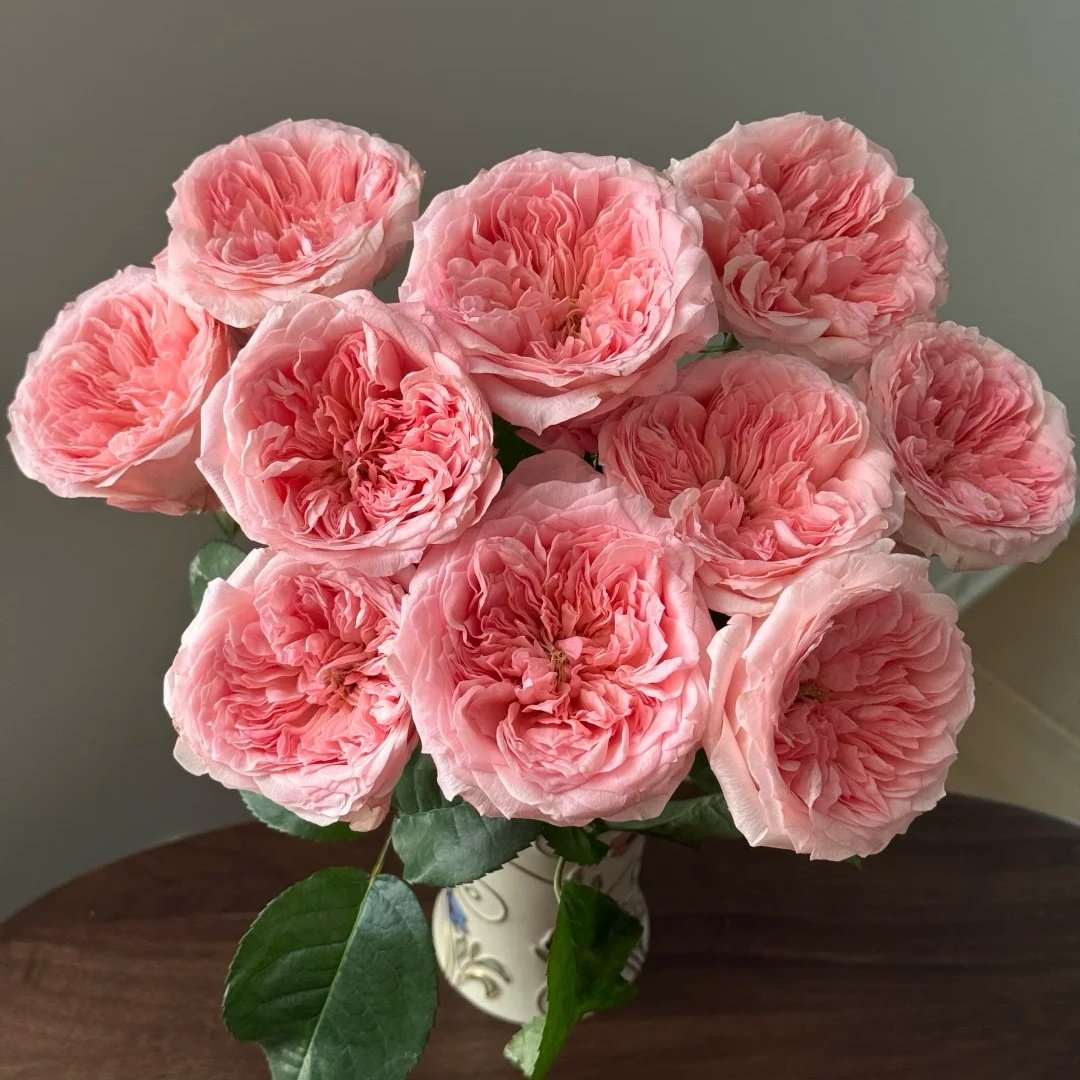 Mayfield Rose Plant|梅菲尔德 image 6