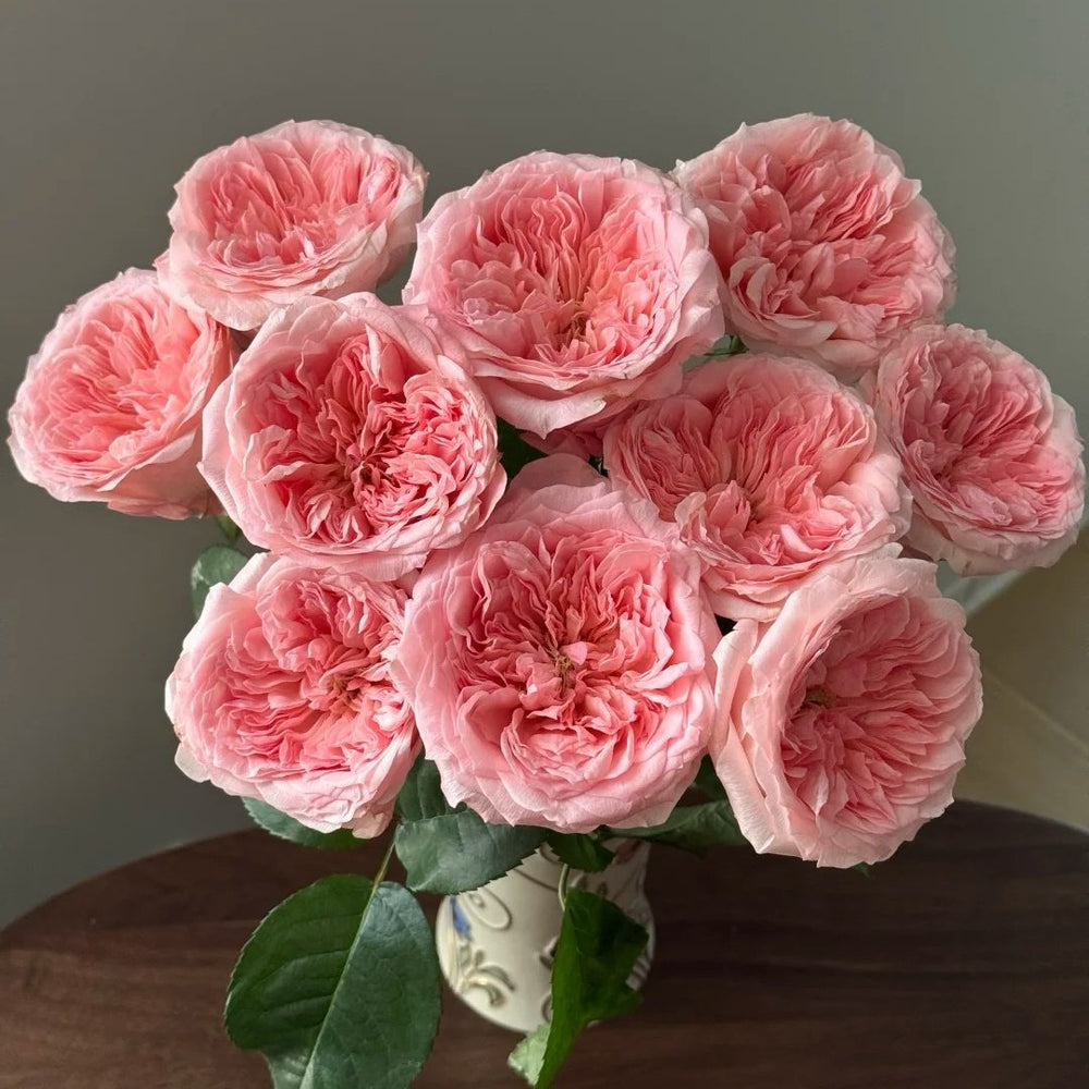 Mayfield Rose Plant|梅菲尔德 image 6