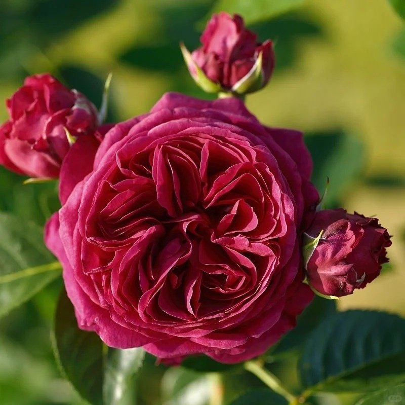Marietta Rose Plant|玛丽叶塔 image 5