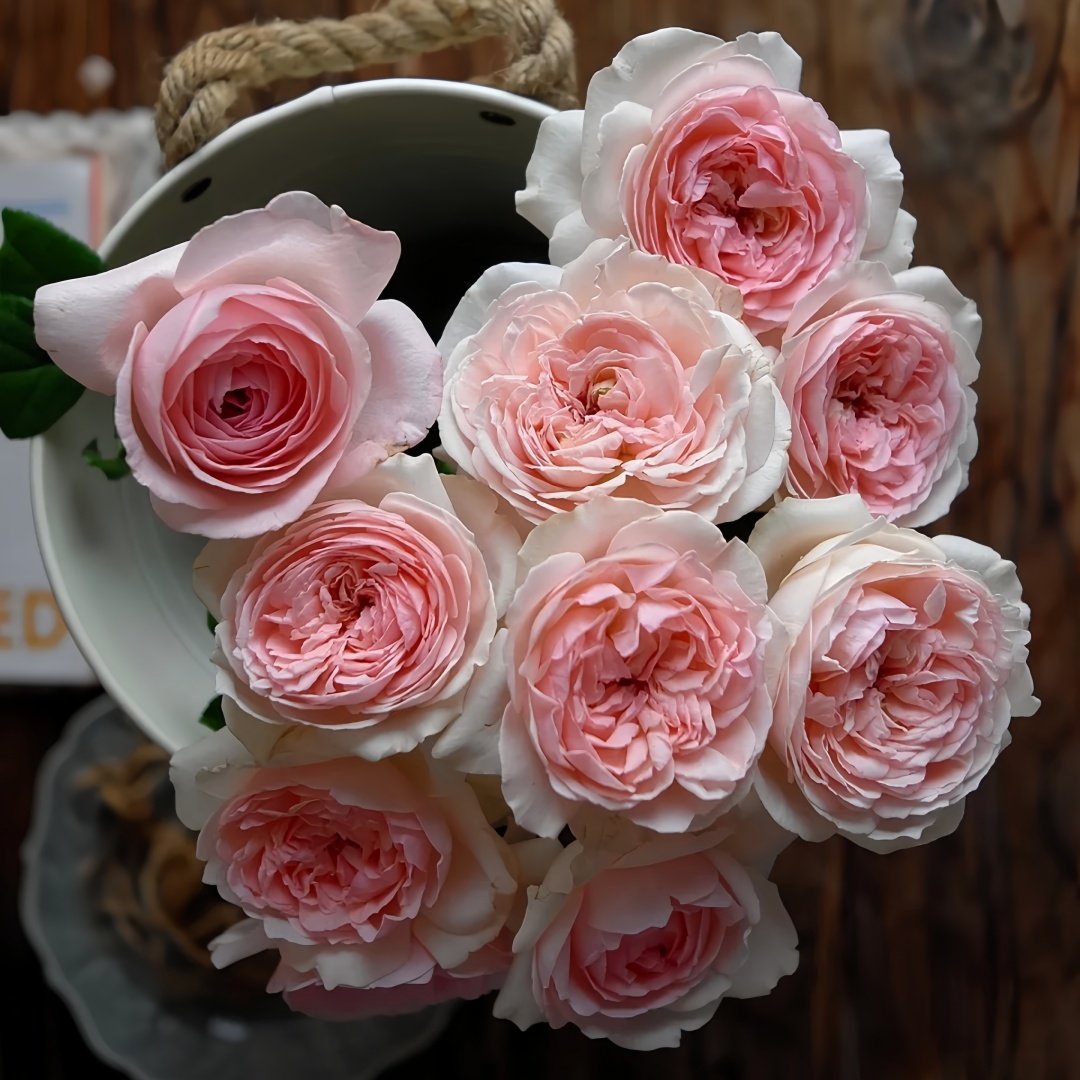 Kyouka Rose Plant|镜花 image 7