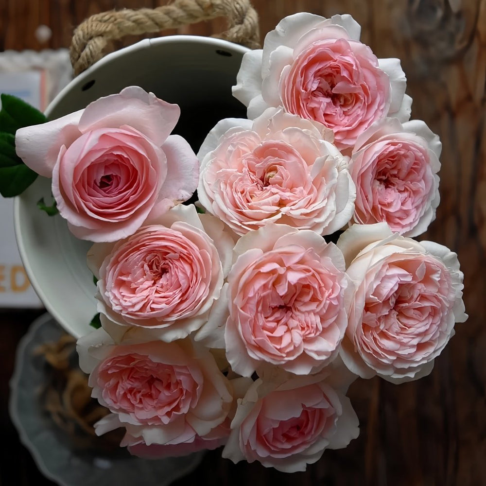Kyouka Rose Plant|镜花 image 7