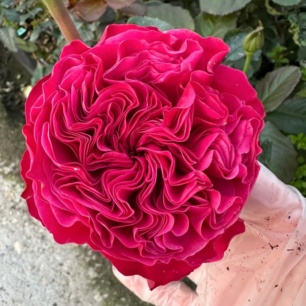 Pink'N Pretty Rose Plant|粉红美丽 image 1