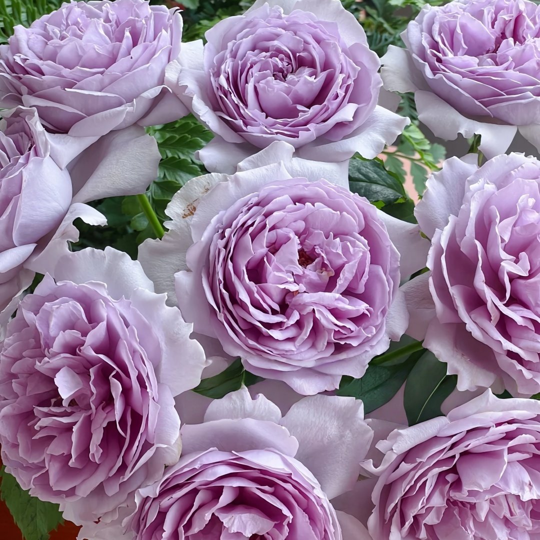 Yinyinqing Rose Plant｜隐隐青 image 5