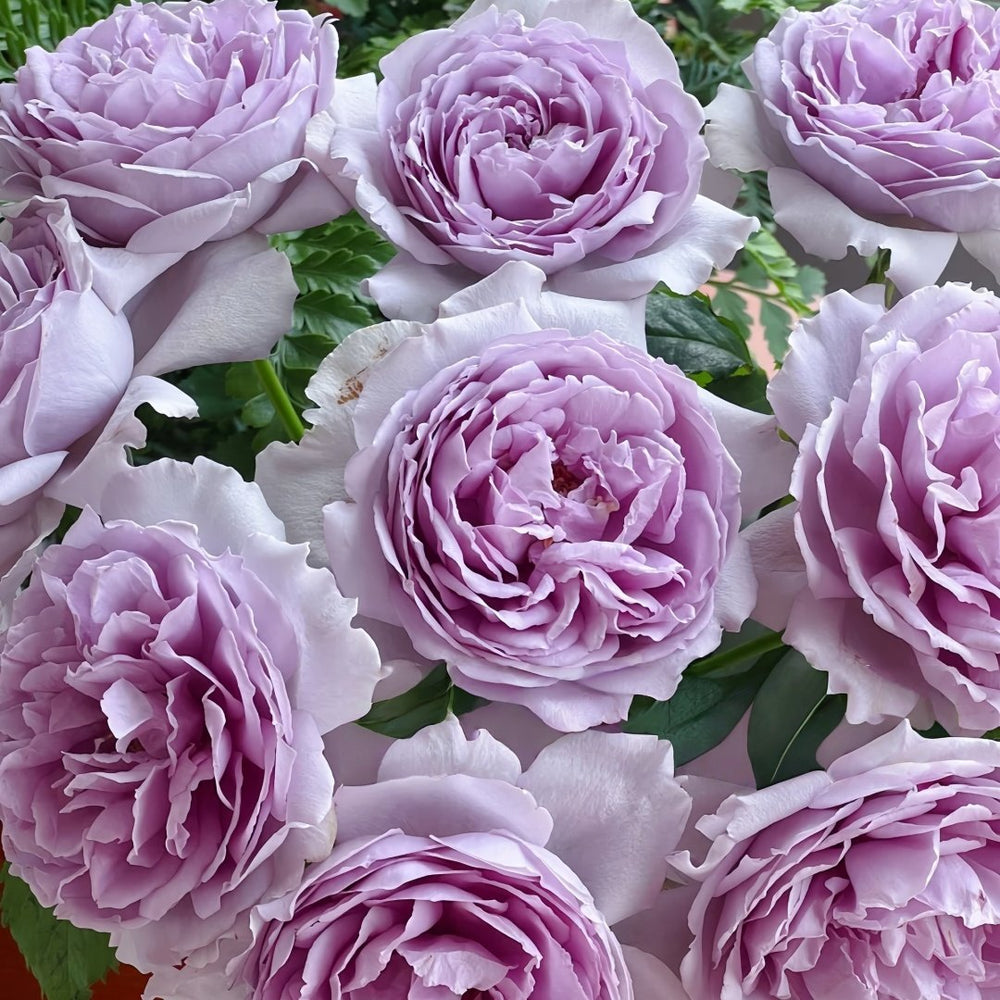 Yinyinqing Rose Plant｜隐隐青 image 5