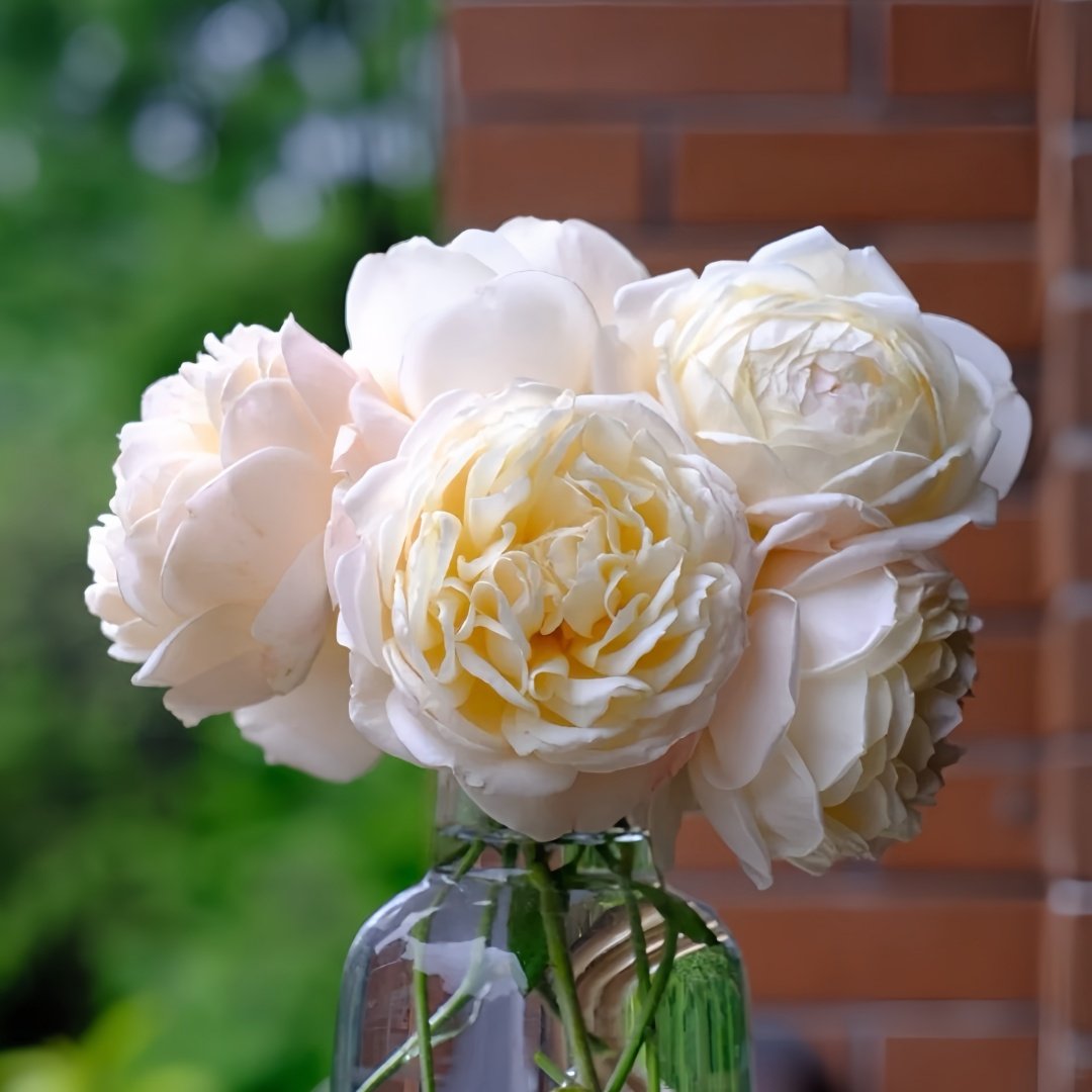The Shepherdess Rose Plant|牧羊女 image 9