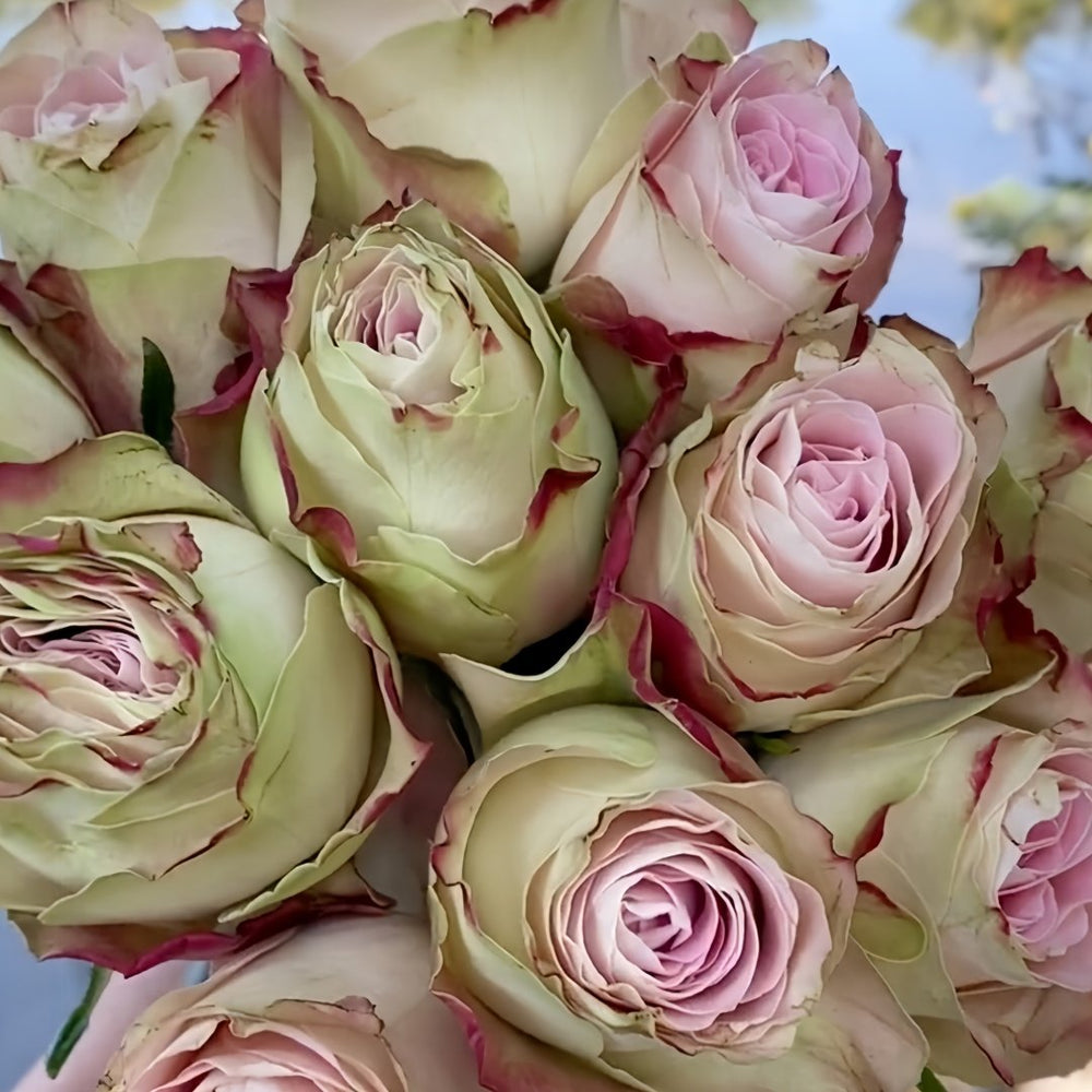 Upper Secret Rose Plant|上层秘密 image 7