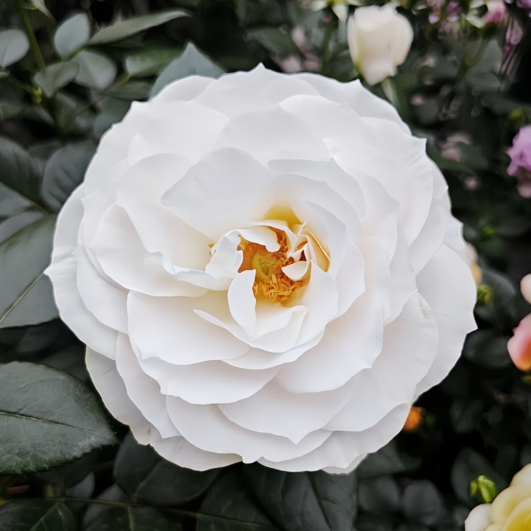 Opera Queen Rose Plant｜歌剧女皇 image 5