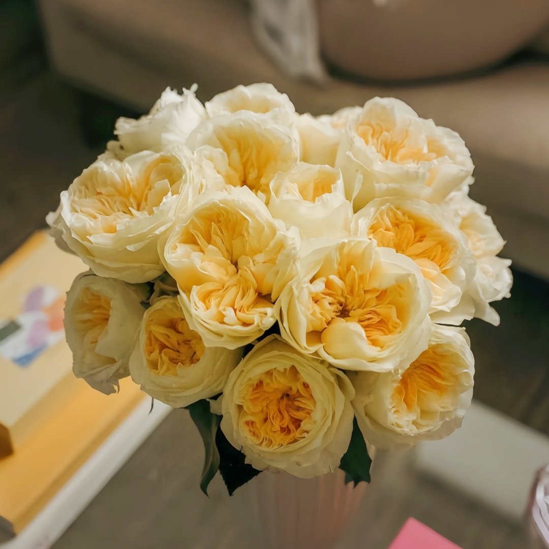 Antonia Garden Rose Plant | 安东尼亚花园 image 0