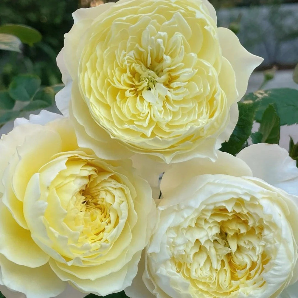 Fuguang Rose Plant | 浮光-Pre-Sales image 1